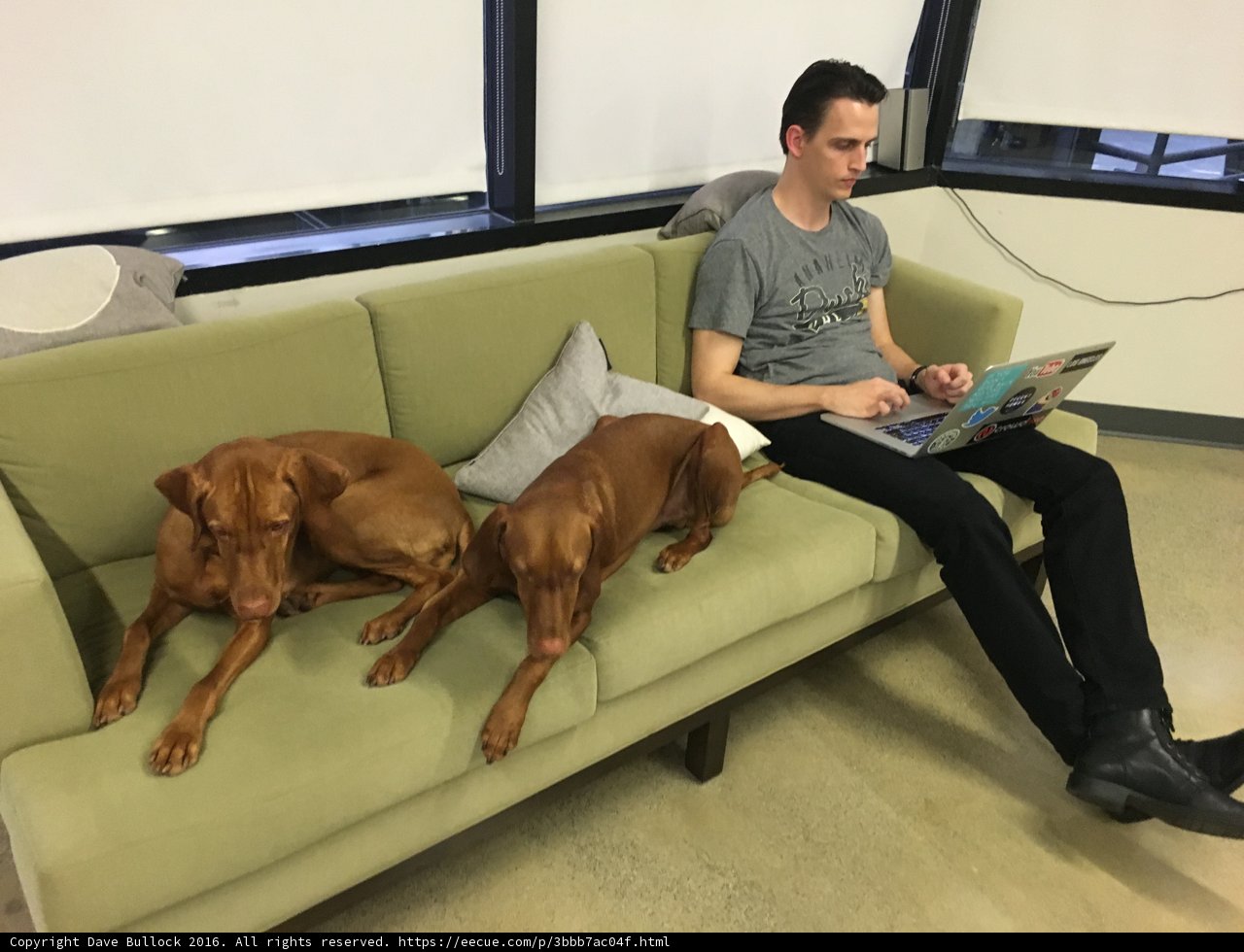 Man and his furry friends