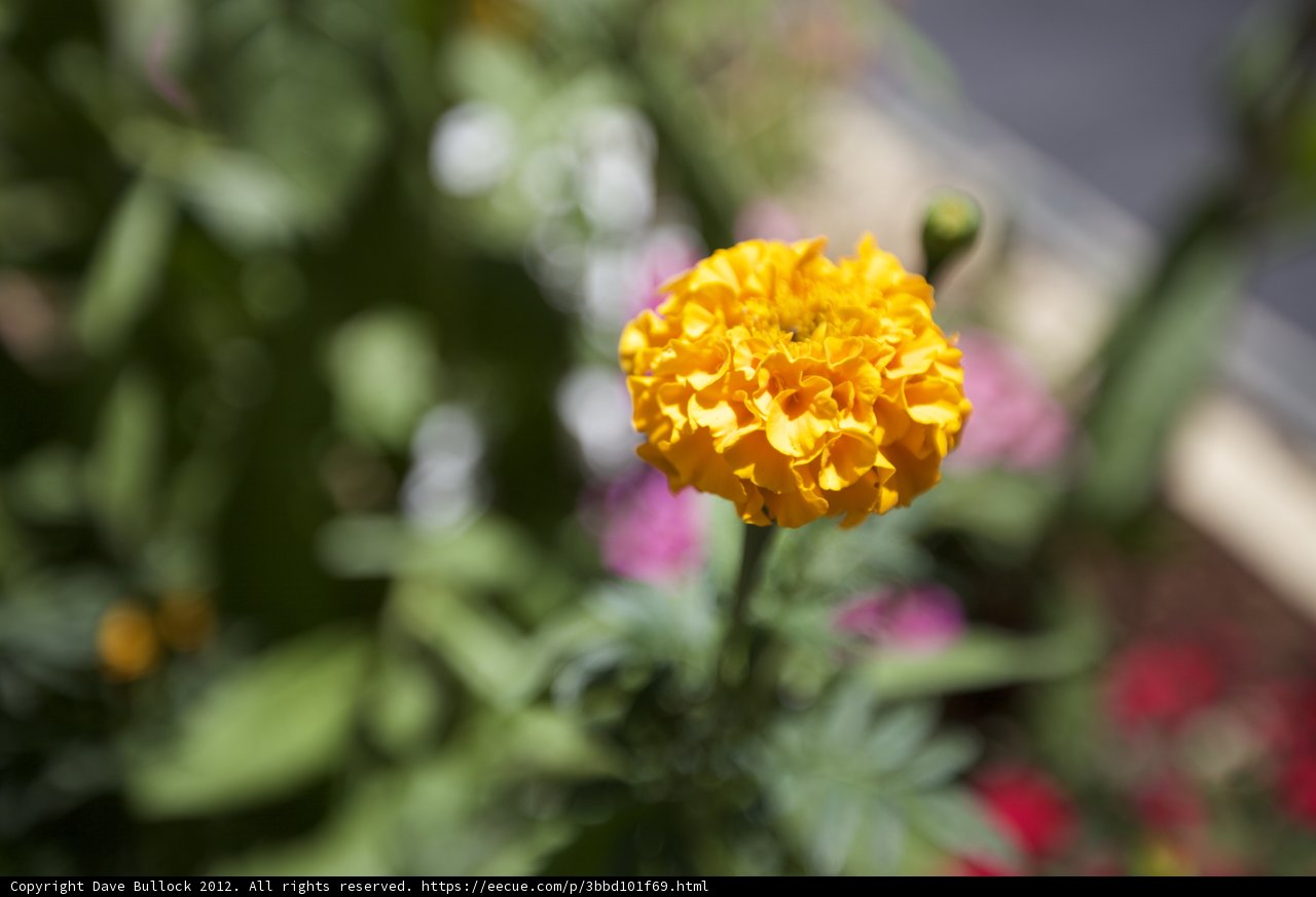 Yellow Marigold in Bloom