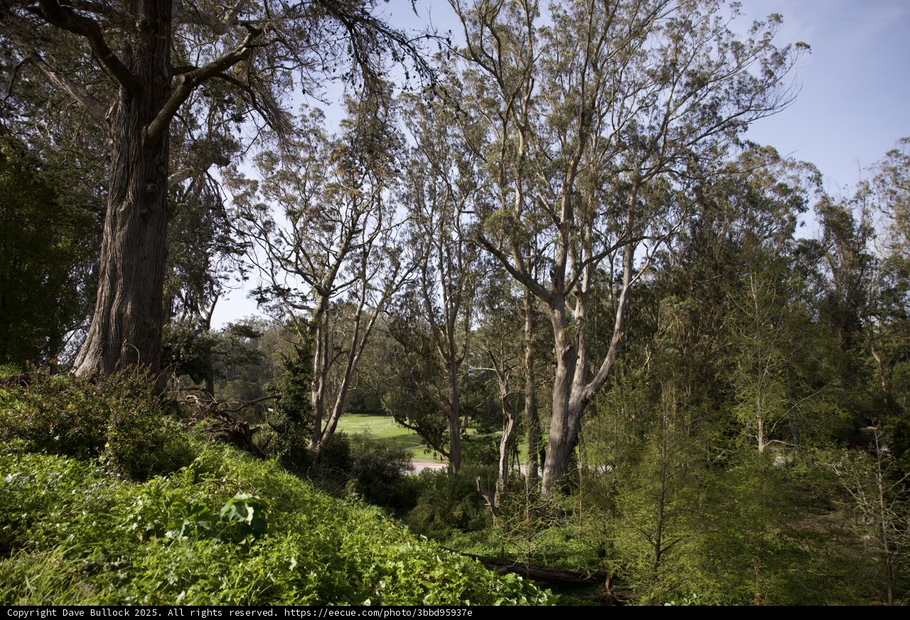 Tranquil Woodland at the Academy