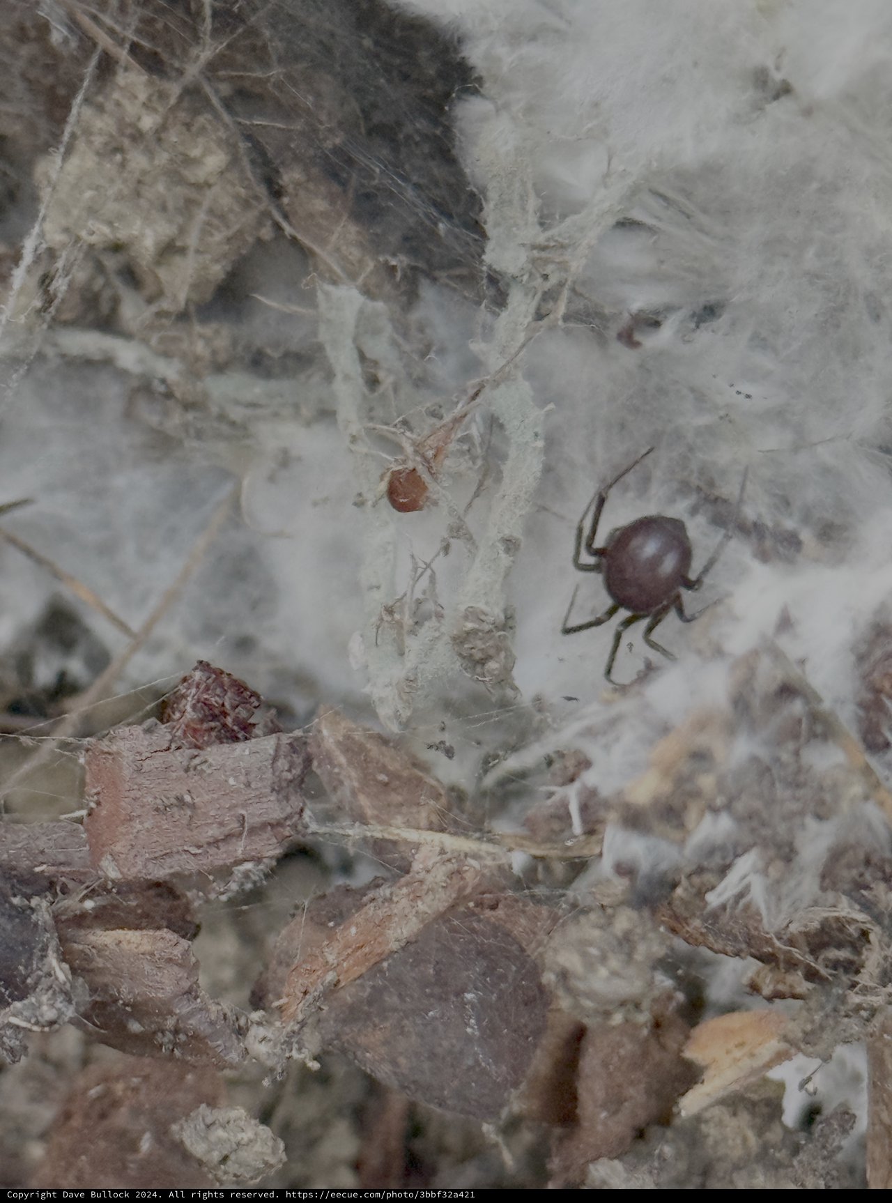 Spider in Natural Web Among Debris
