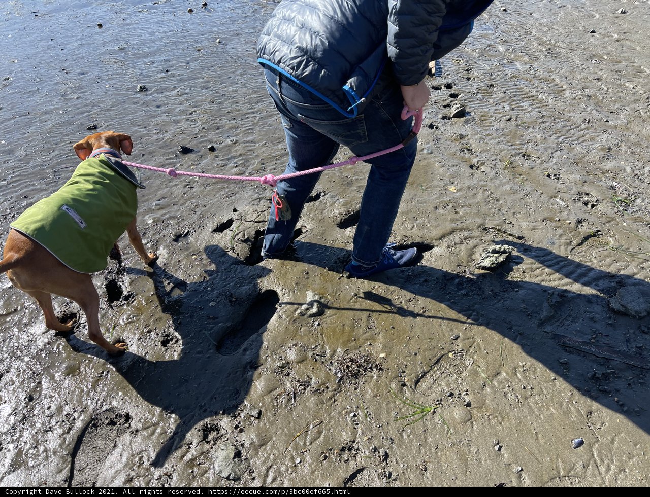 A Peaceful Stroll Along the Shoreline