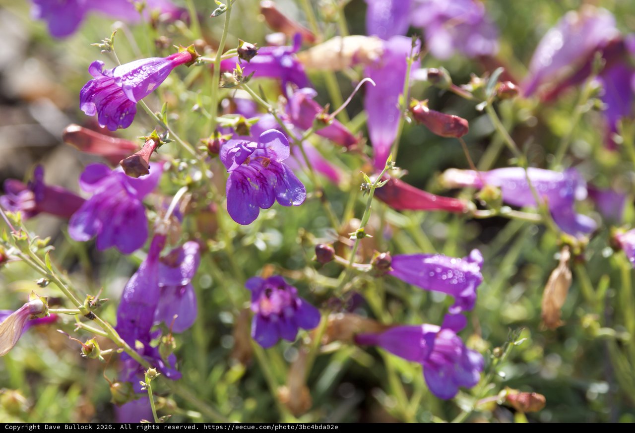 Purple Penstemon Blooms Glistening After Spring Rain