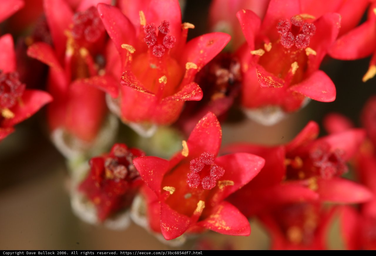 Vibrant Red Flowers with Yellow Centers