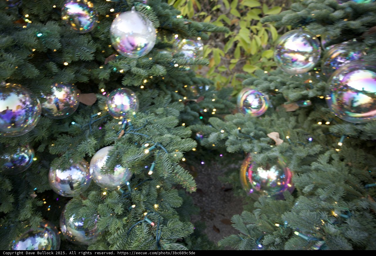 Enchanting Fir at Thistlewyck