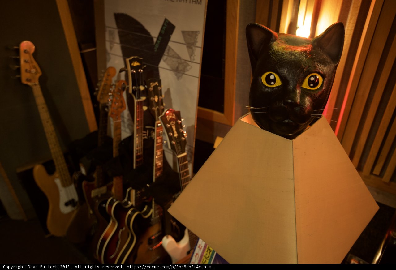Feline Musician