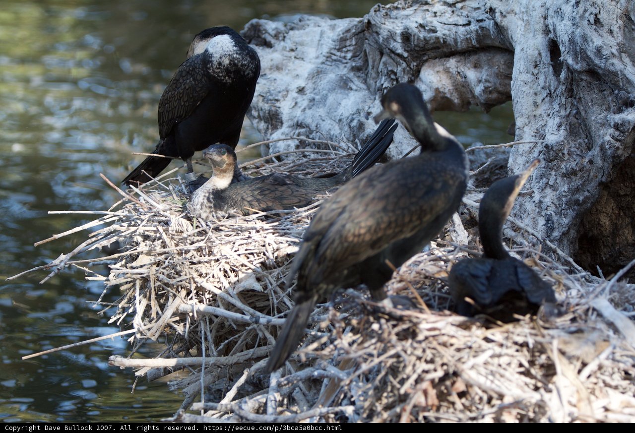 A Cormorant and Three Waterfowl on Nest Rock