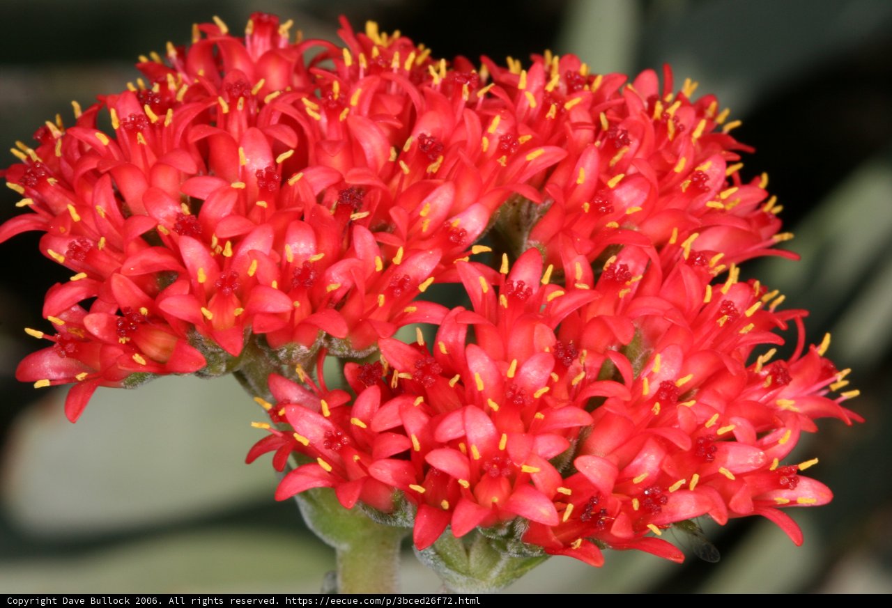 Bold Red Flower with Yellow Stamen