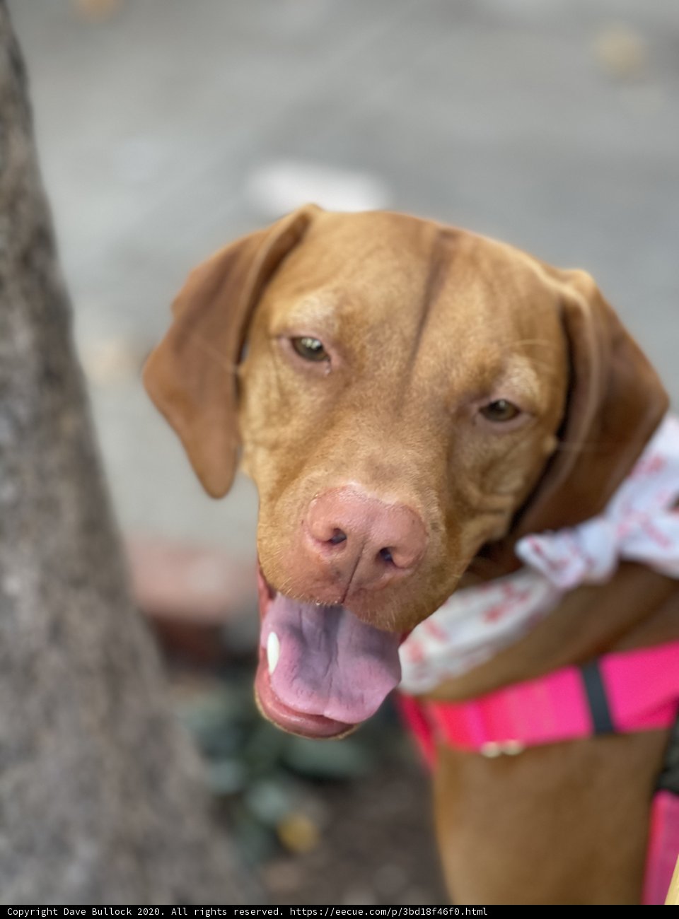 Happy Dog in Pink