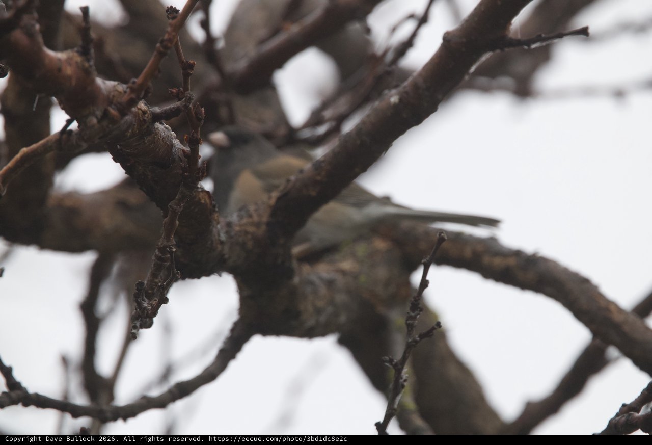 Sparrow Foraging Among Bare Winter Branches