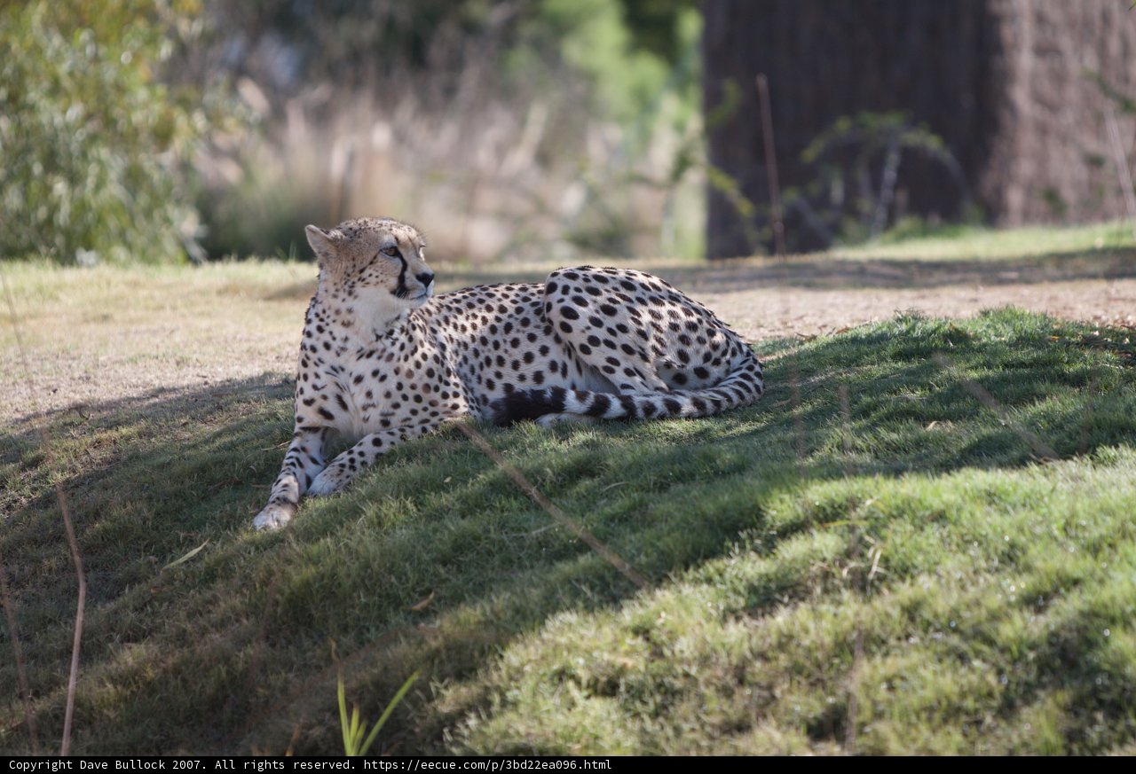 Majestic Cheetah on a Grassland Throne