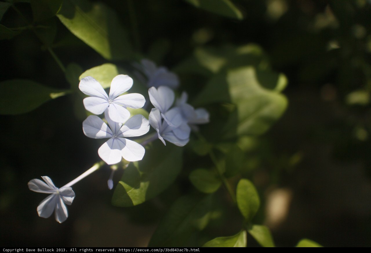 Blue Geraniums in Altadena