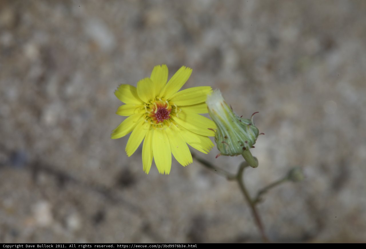 Sunny Daisy