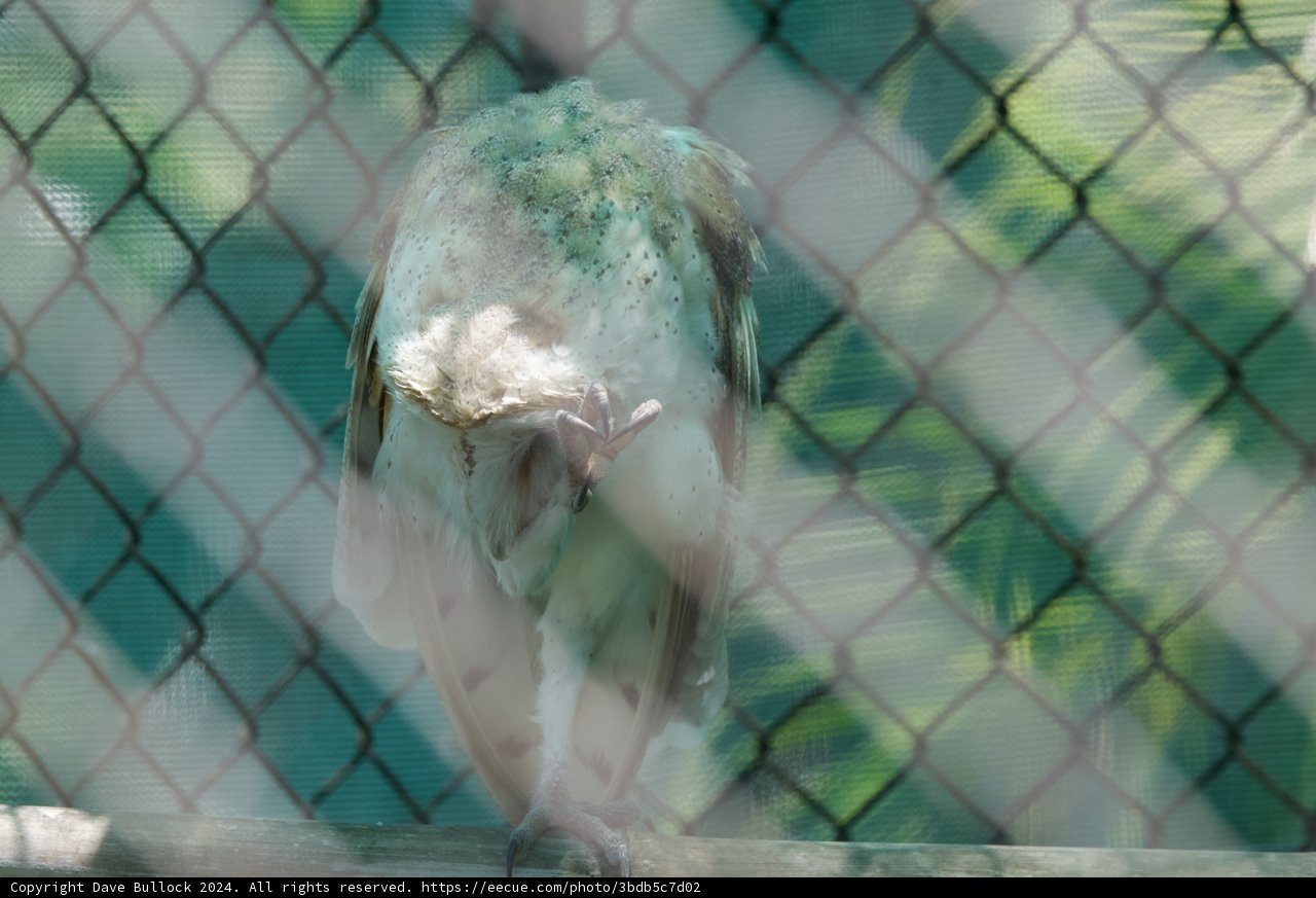 Solitary Sentinel: Vulture at Rest