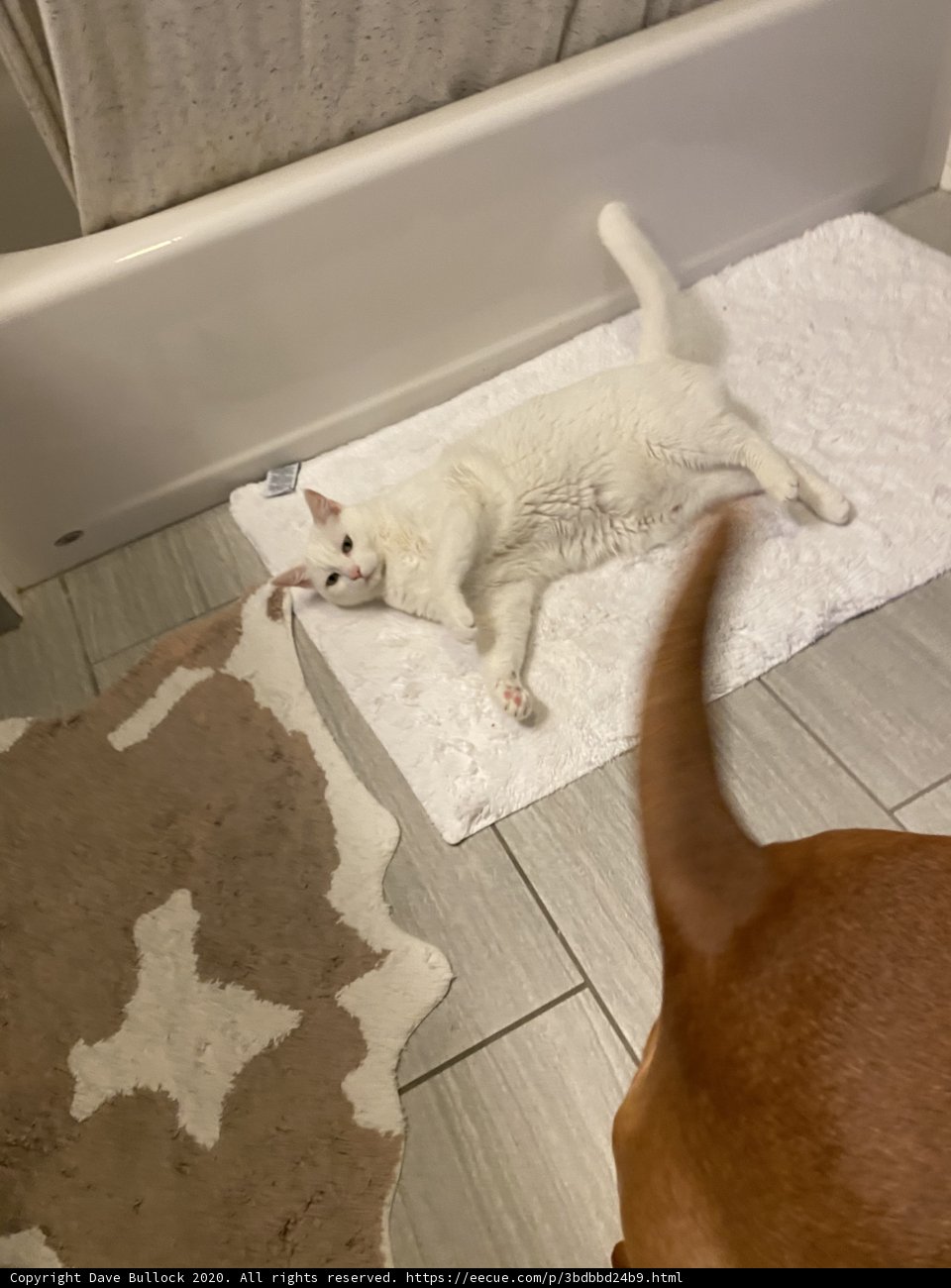 Furry Friends: A Cat and Dog's Cozy Afternoon