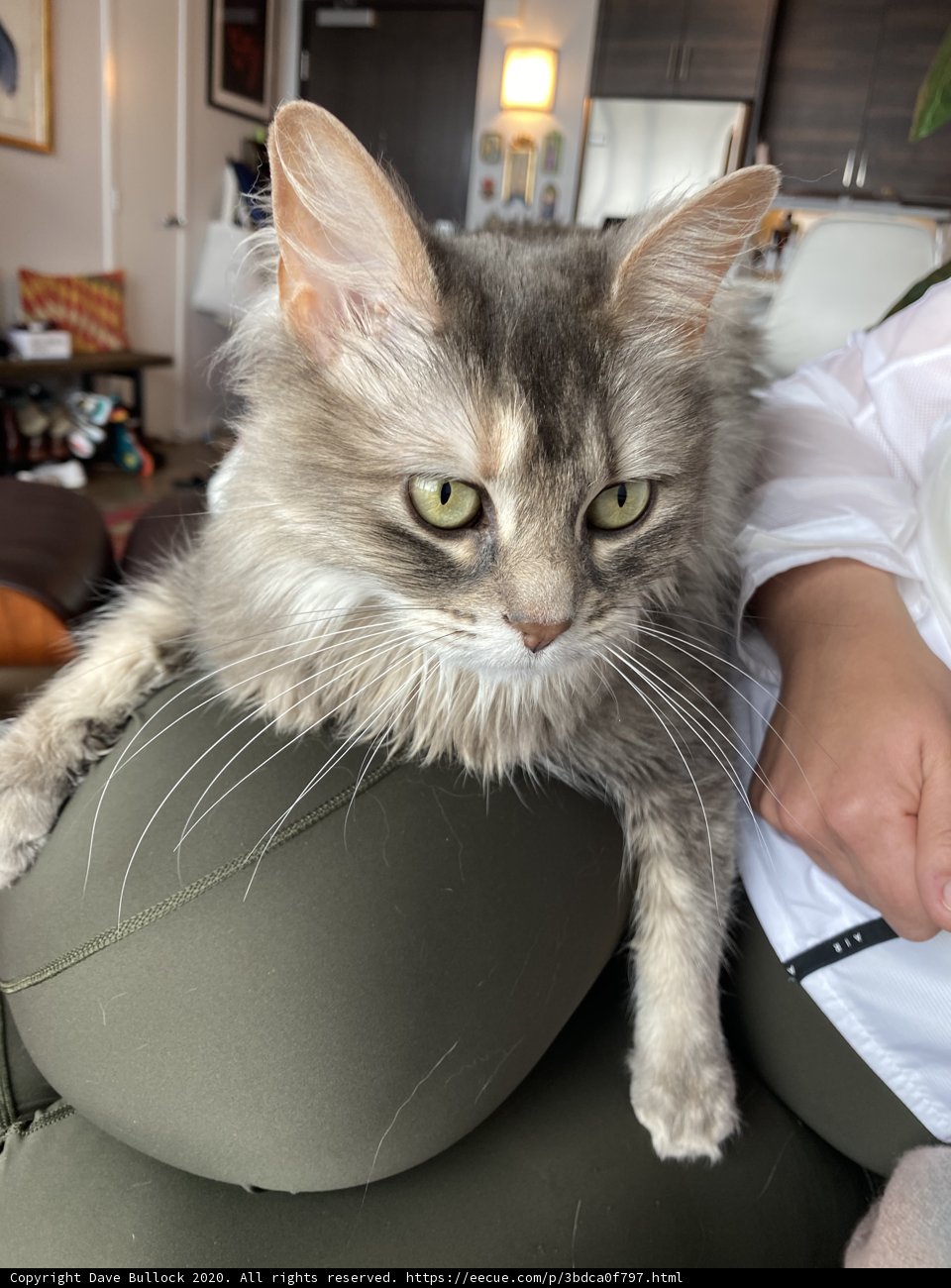 Feline Comfort