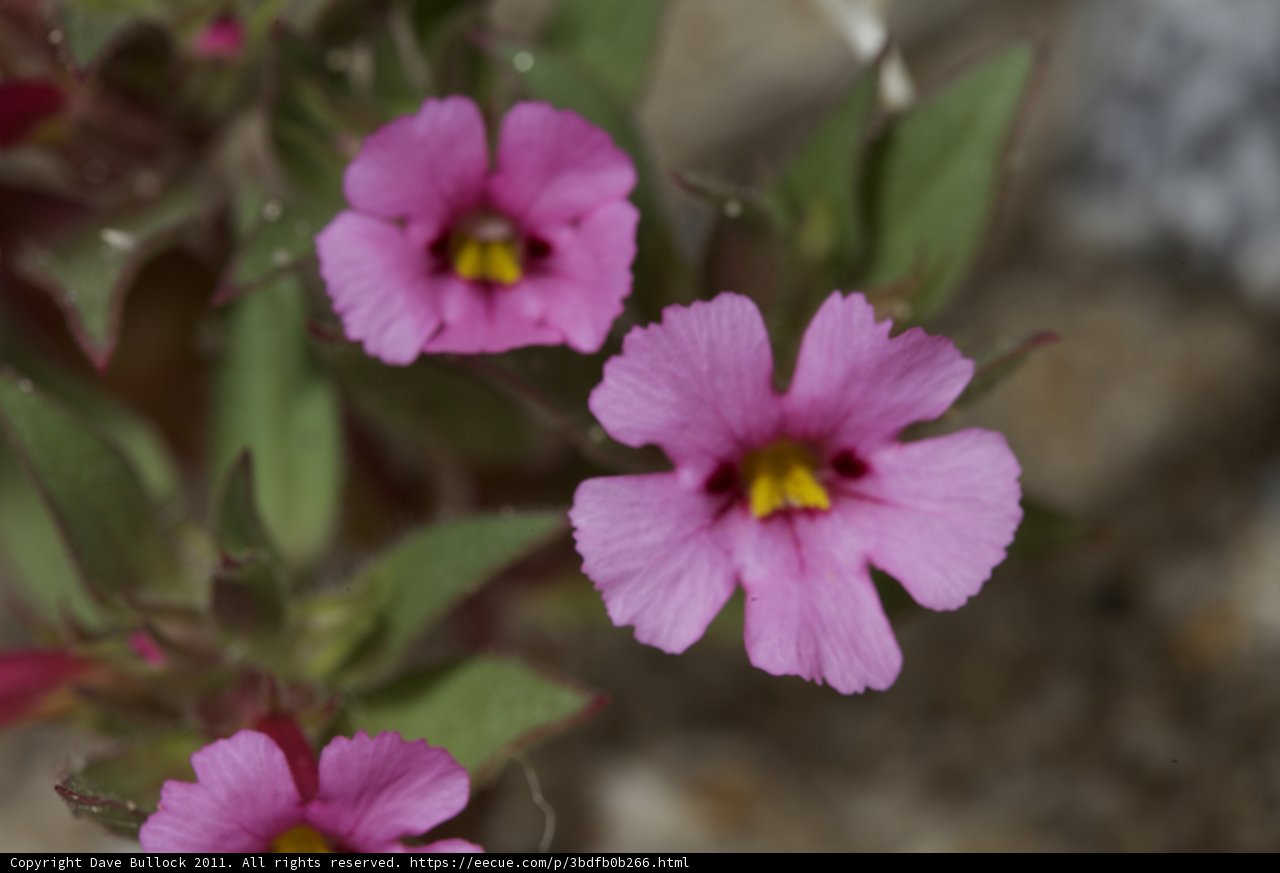 Pink Geranium Flowers with Green Leaves