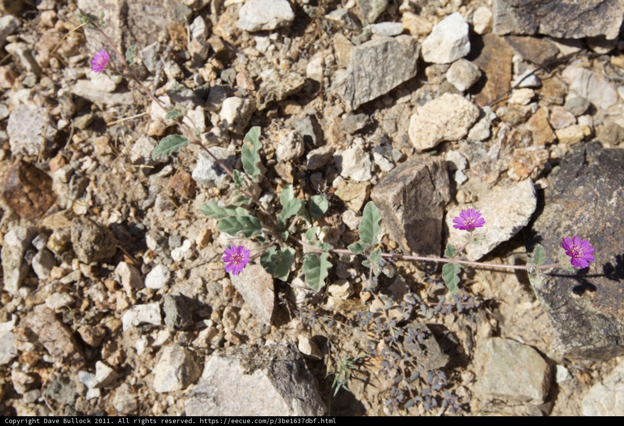 A Small Purple Flower Taking Root in the Rocky Terrain