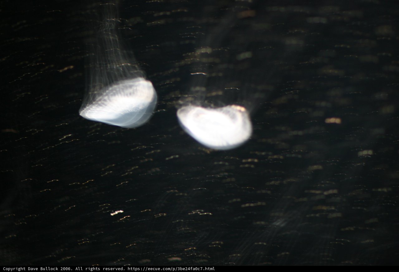 A mesmerizing view of Jellyfish in the Water