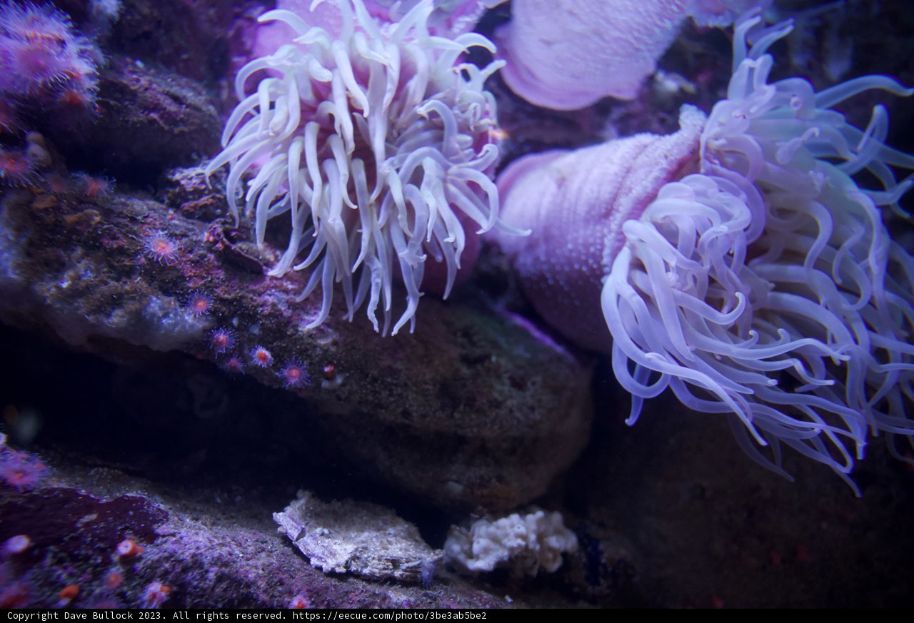 A Duo of Purple Majesty: Sea Anemones