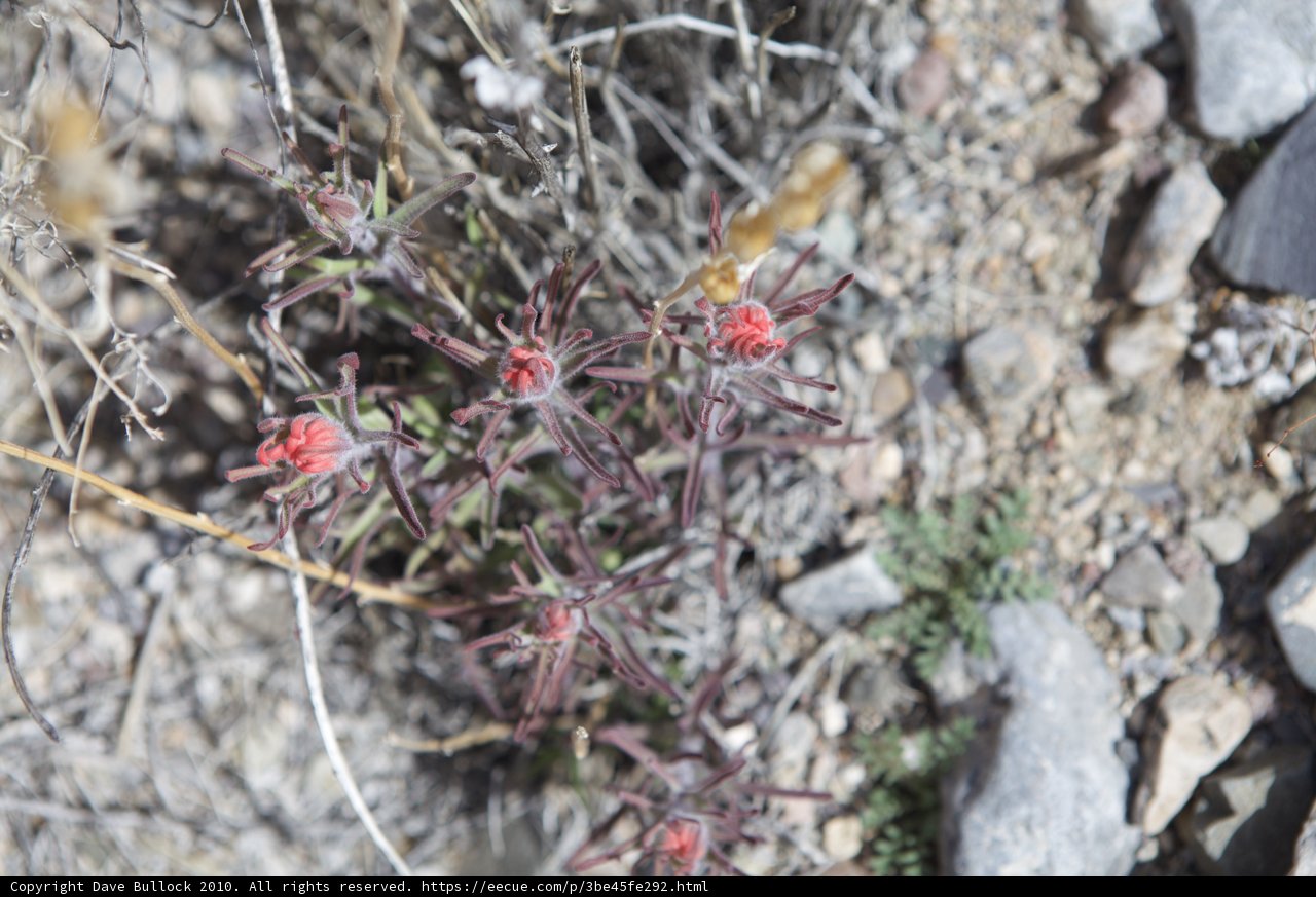 Red-flowered Plant Among the Rocks