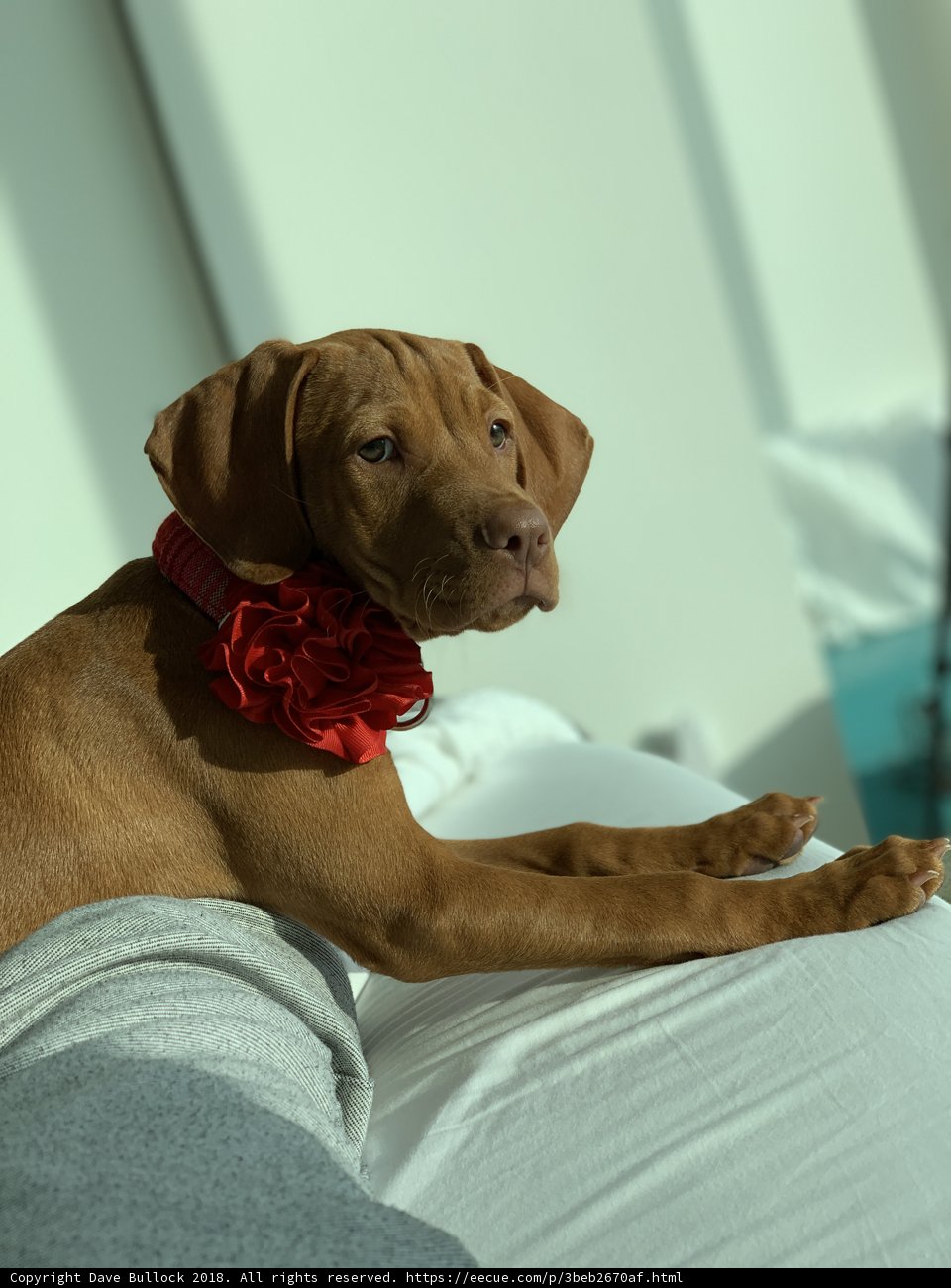 Bed-bound Blossom