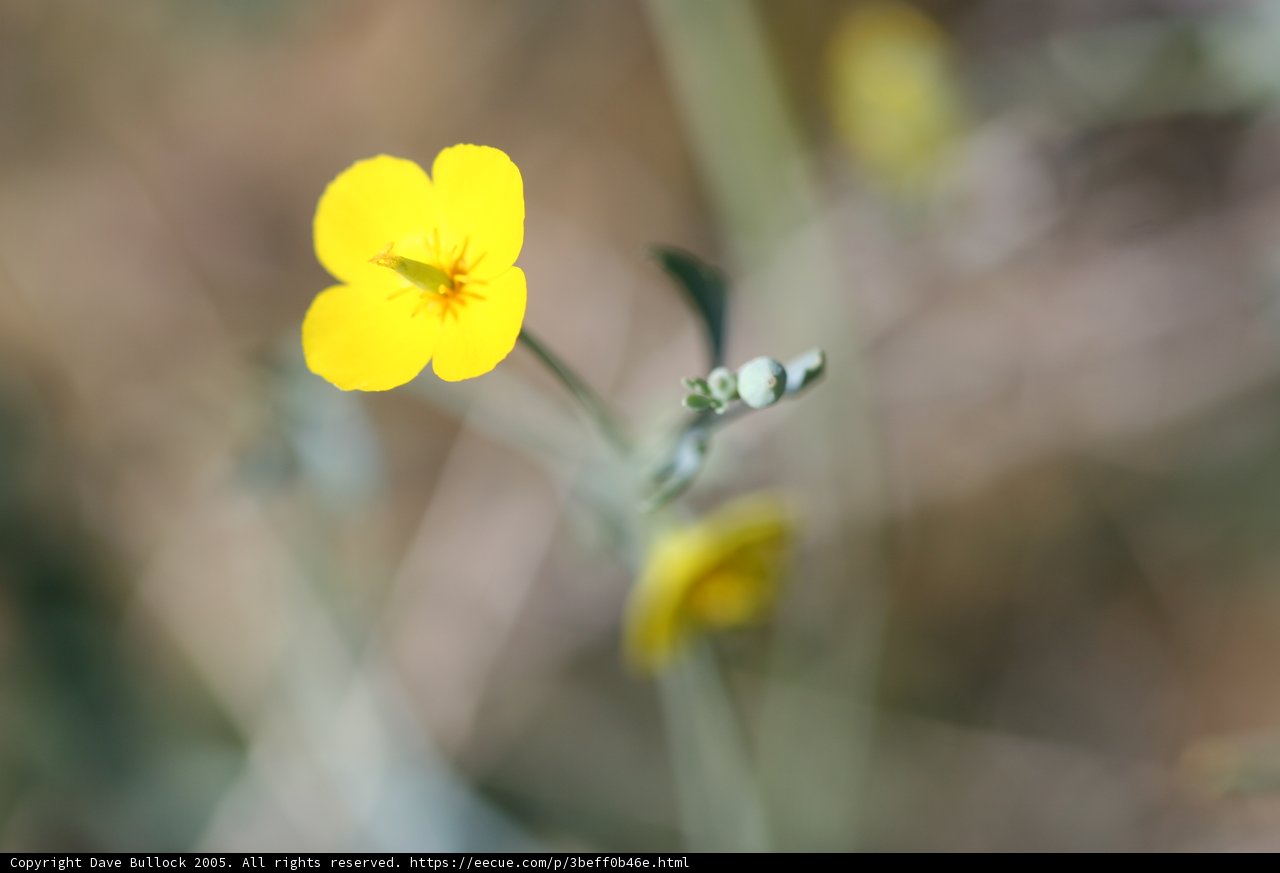 Solitary Beauty