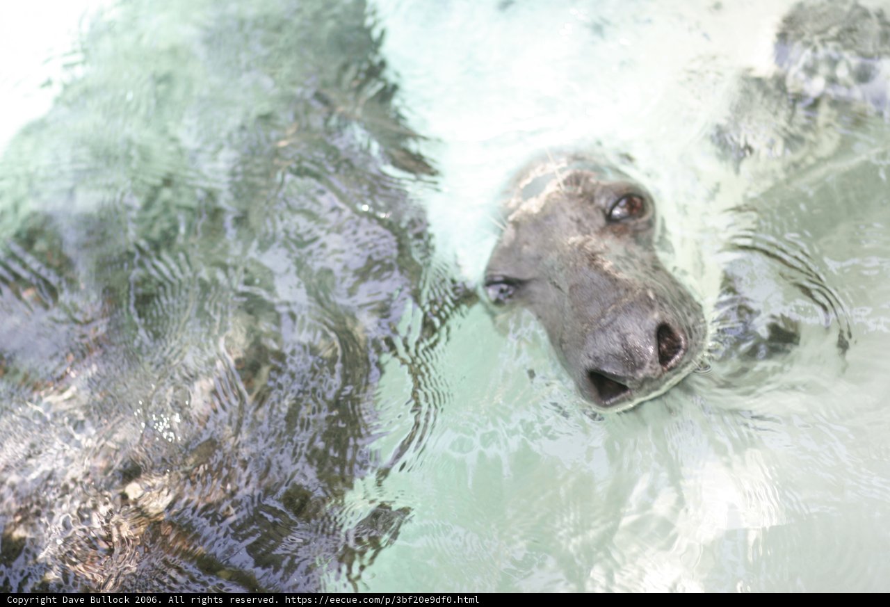 Playful Seal in the Wild