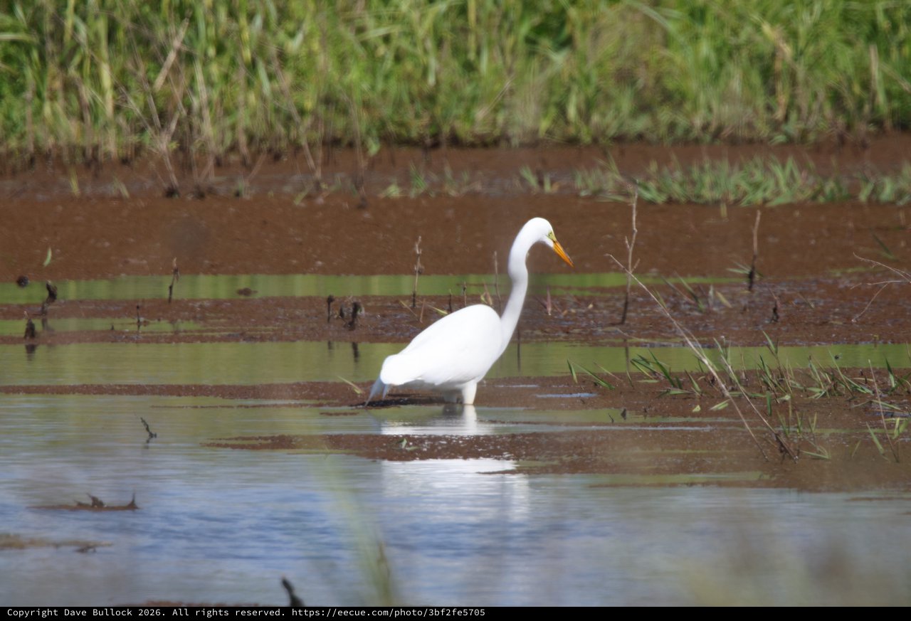 Great Egret Foraging in Shallow Wetland Waters