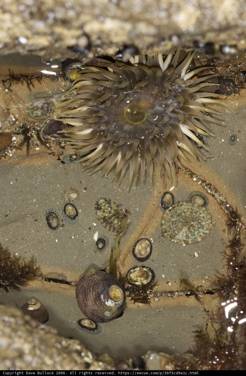 Underwater Garden