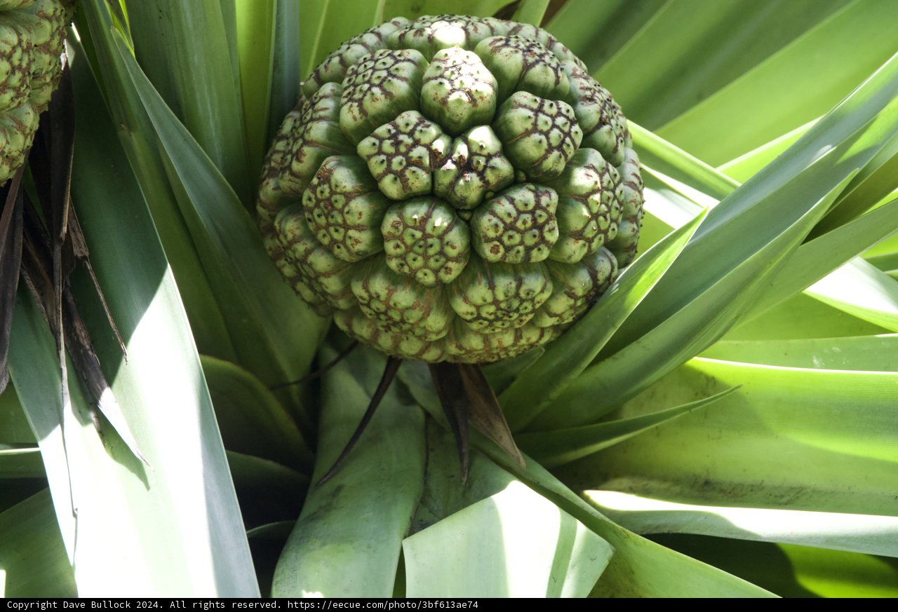 Pandanus Marvel: A Tropical Delight