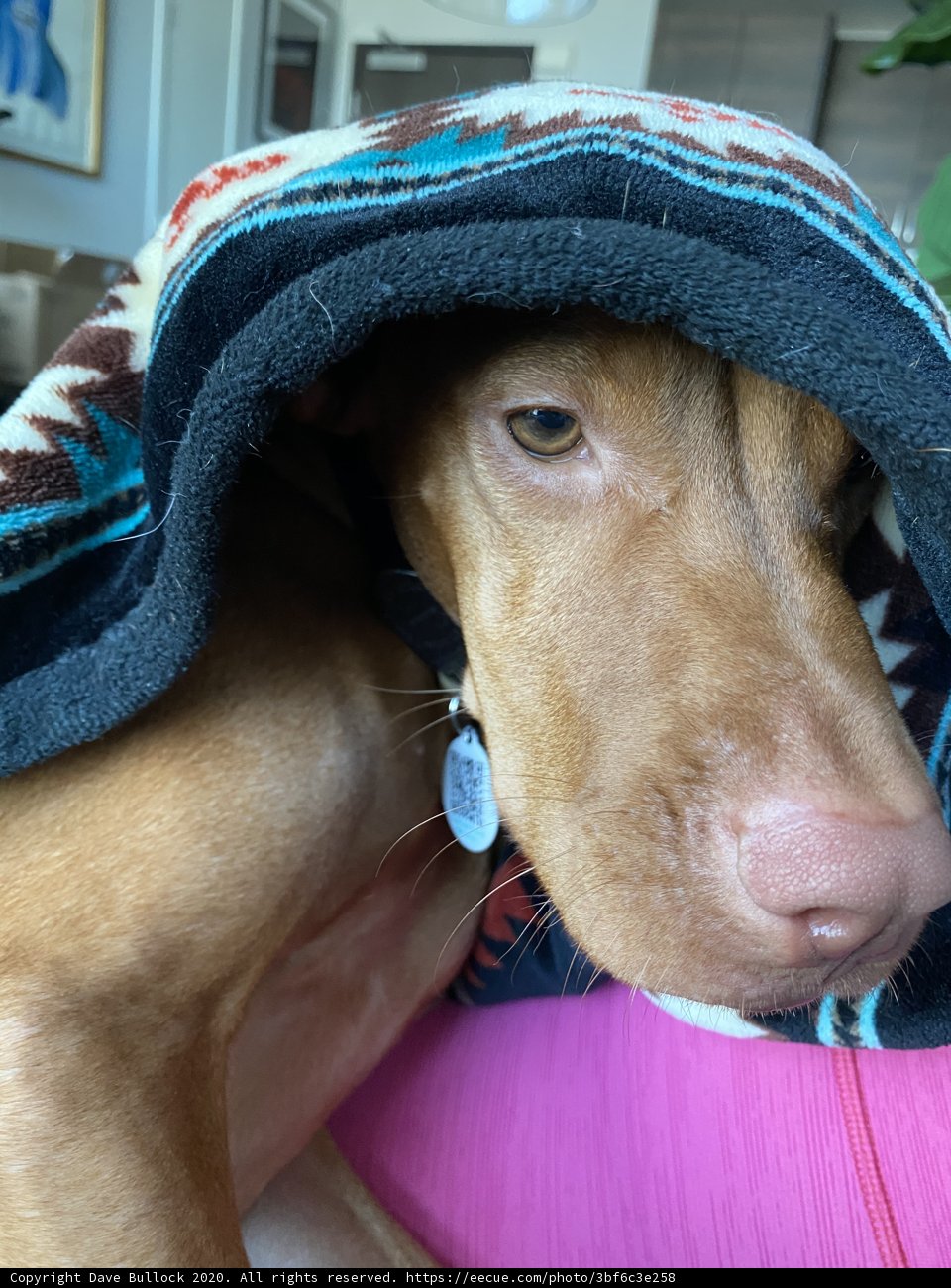 Canine Couture