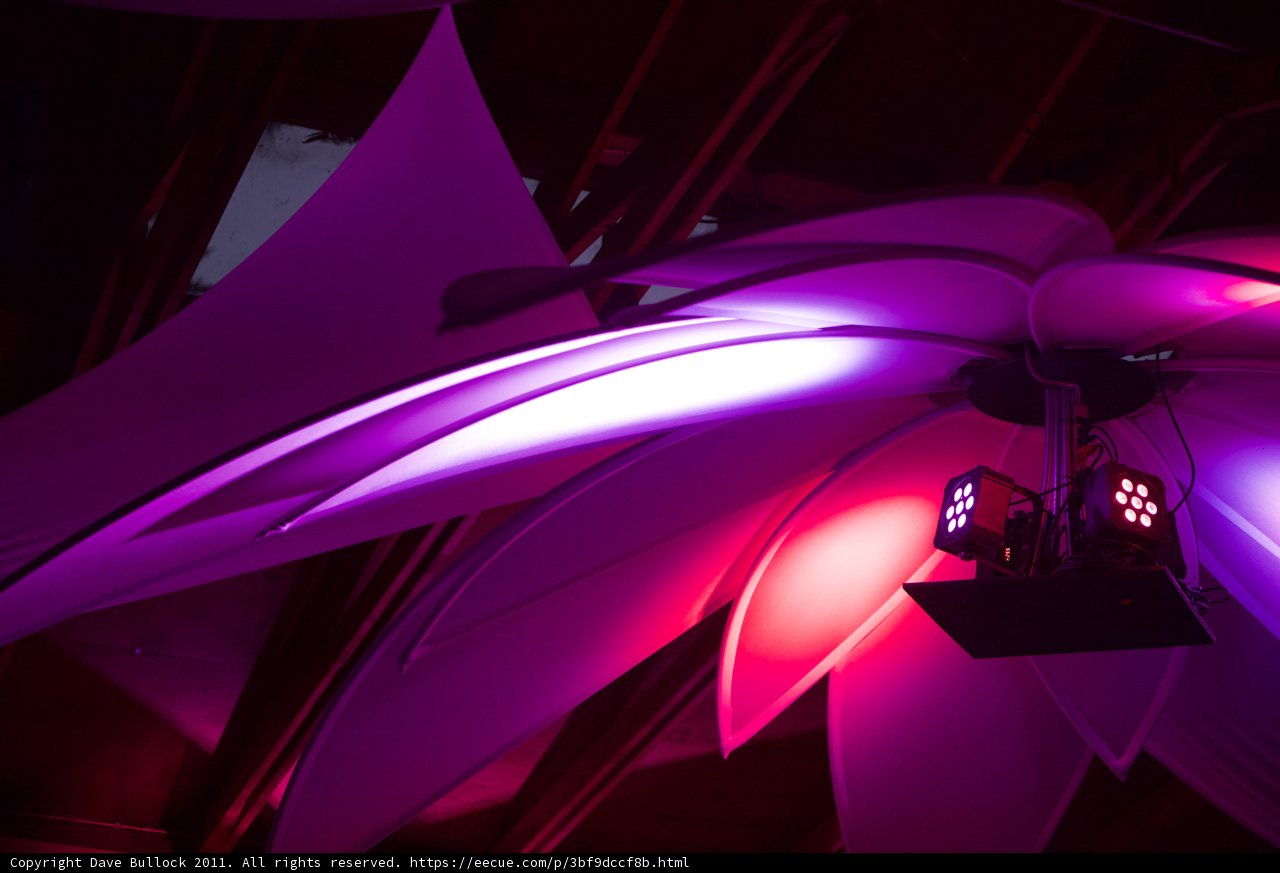 Illuminated Purple Blossom