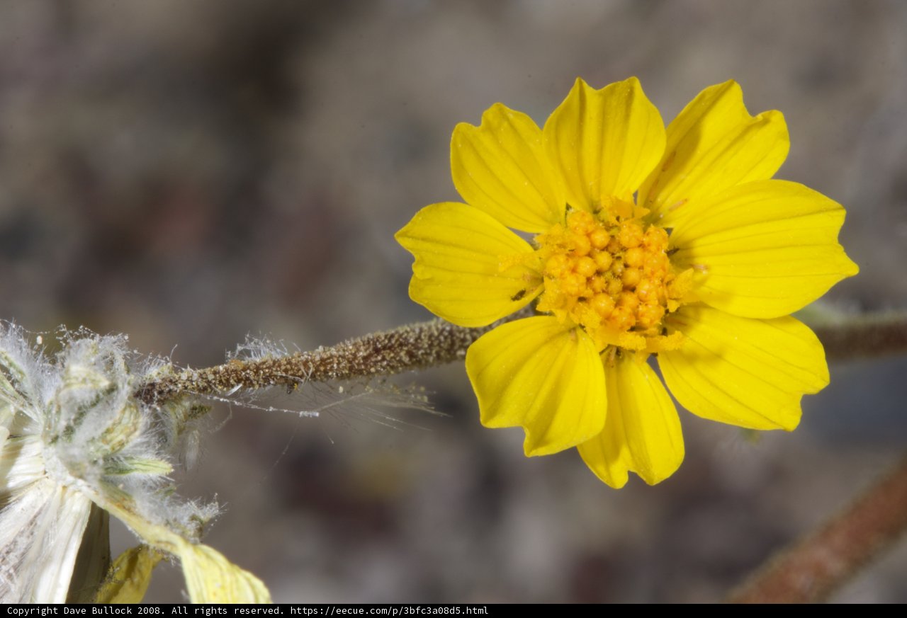 Lone Yellow Daisy