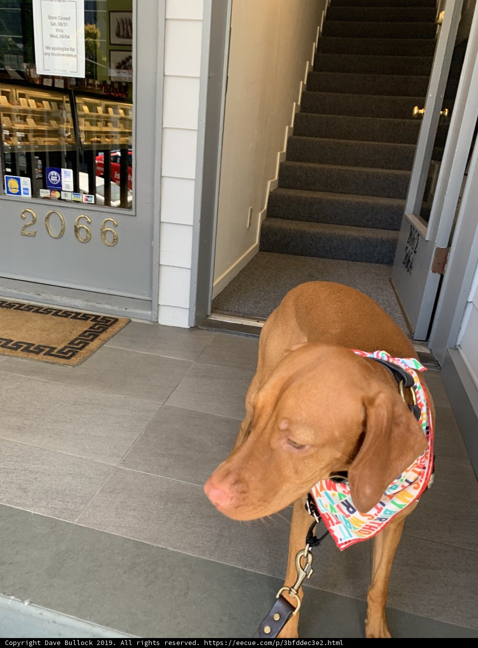 Colorful Canine on the City Sidewalk