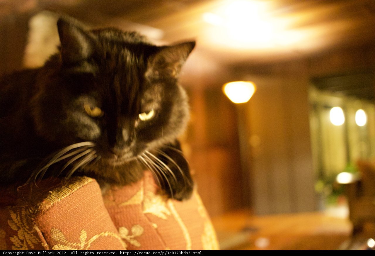The Black Cat and the Armchair