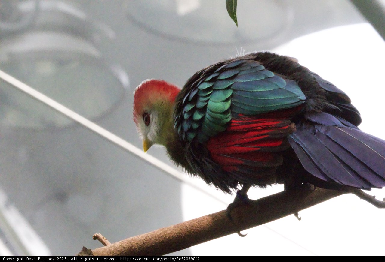 A Kaleidoscope of Plumage