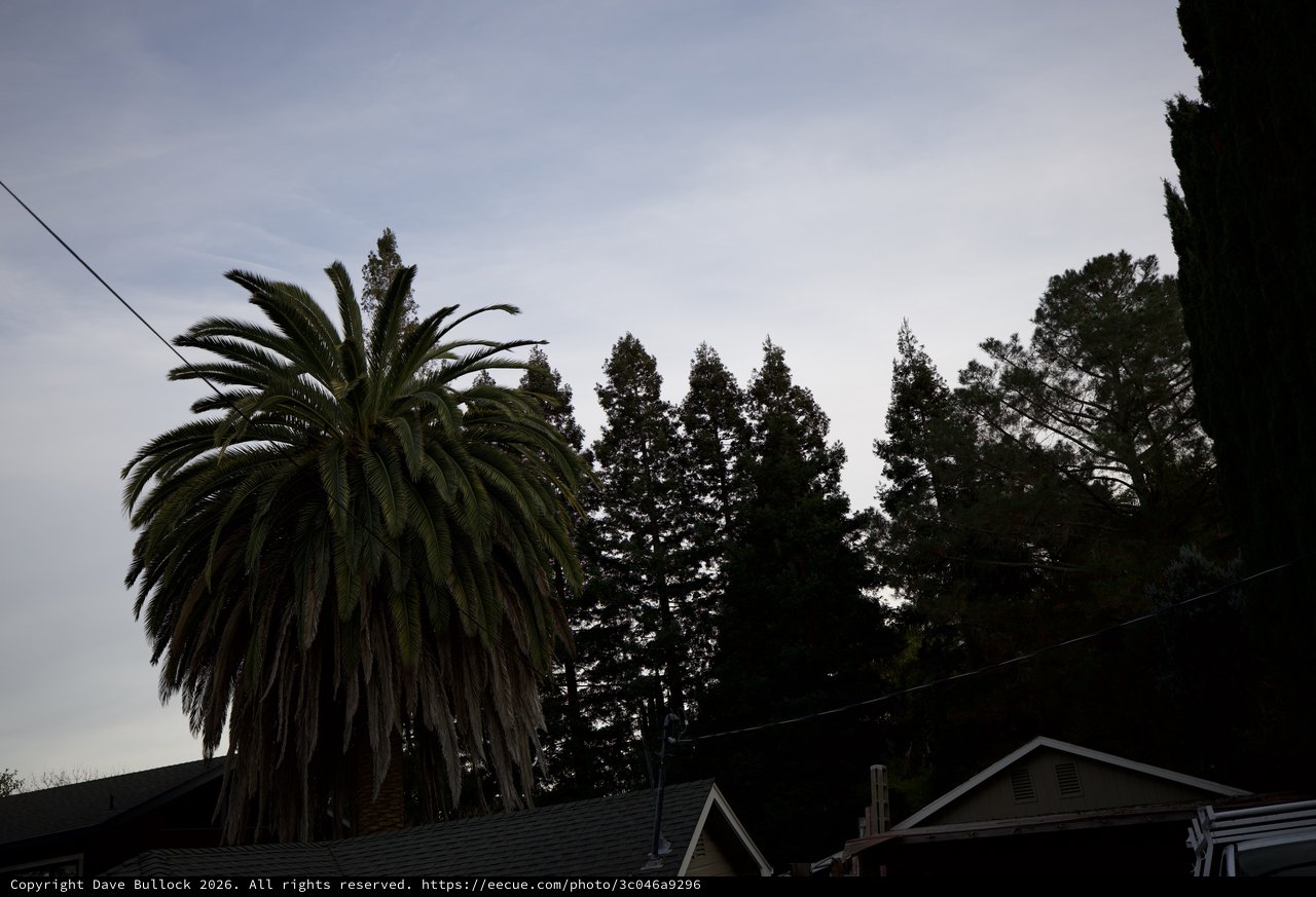 Palm Tree and Conifers at Dusk in Residential Neighborhood