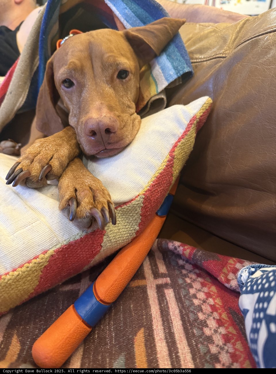Cozy Canine Moments