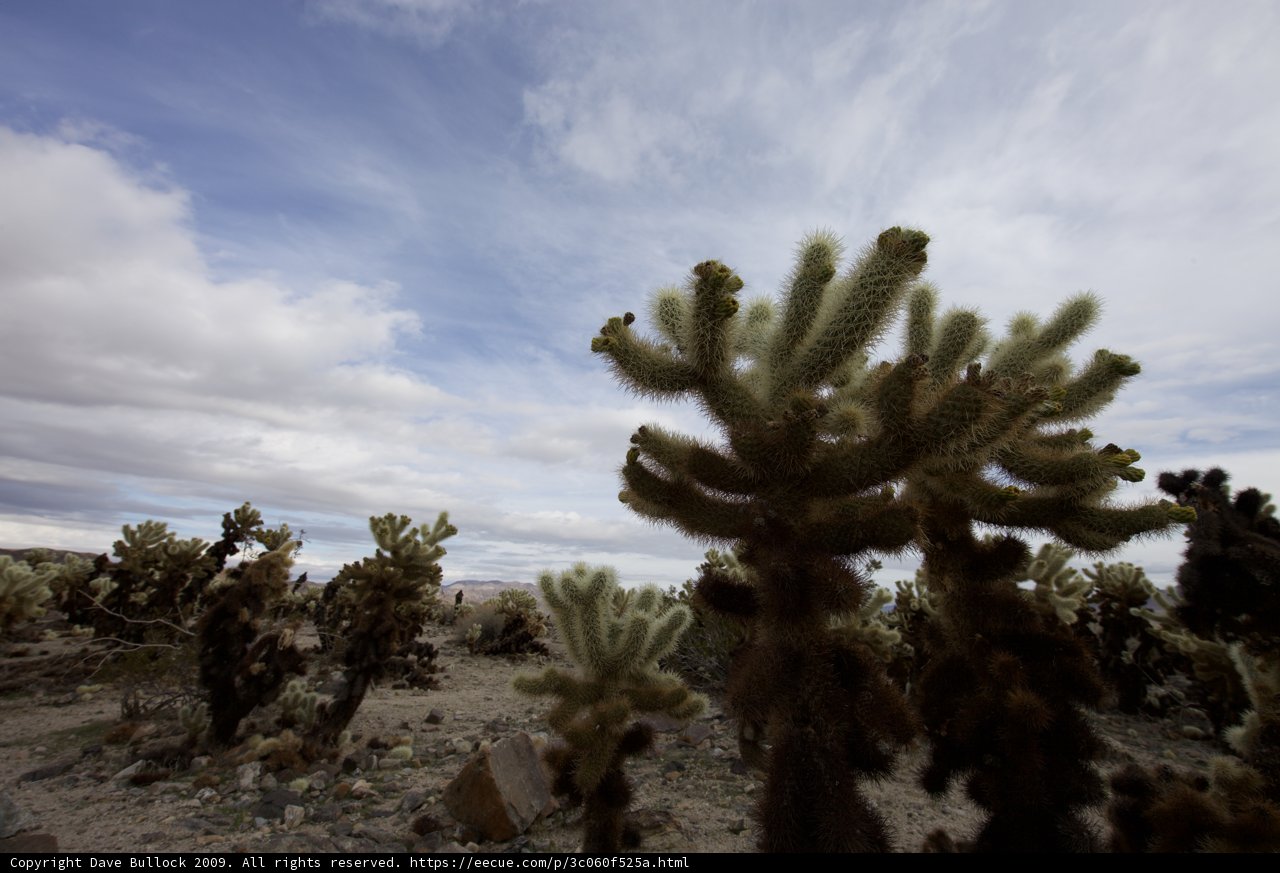 Cactus Oasis in the Desert
