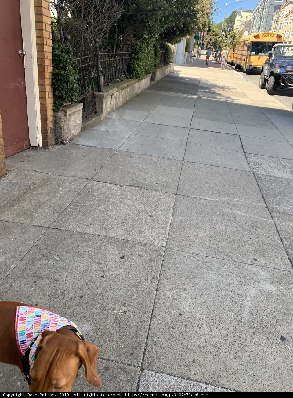 Colorful Canine on the City Sidewalk
