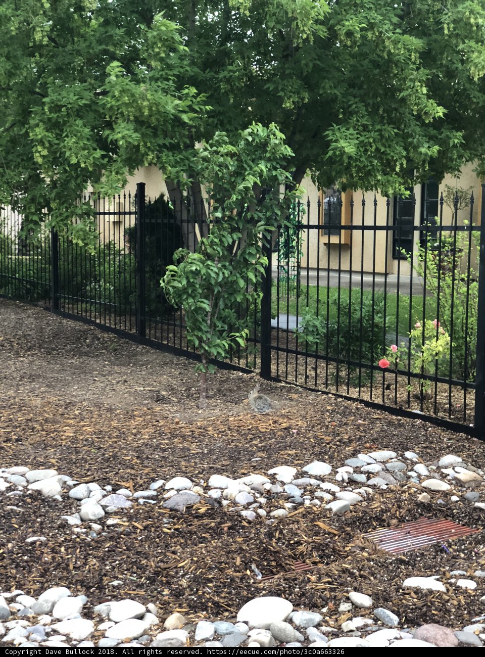 Serene Backyard Fence