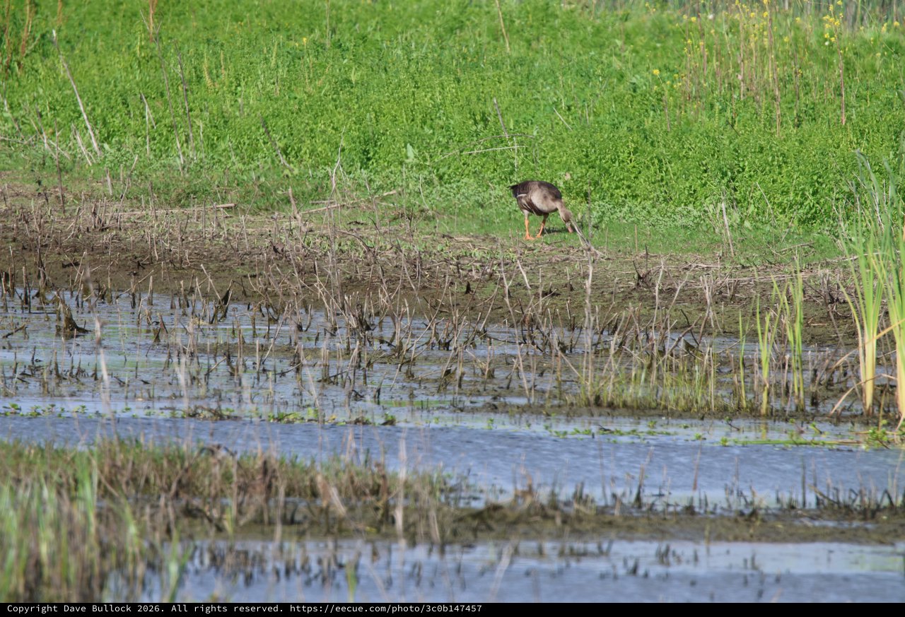 Wading Bird Foraging in Flooded Wetland Habitat