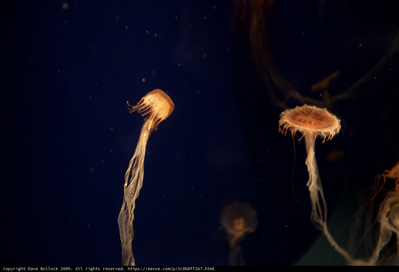 The Mysterious Beauty of Jellyfish