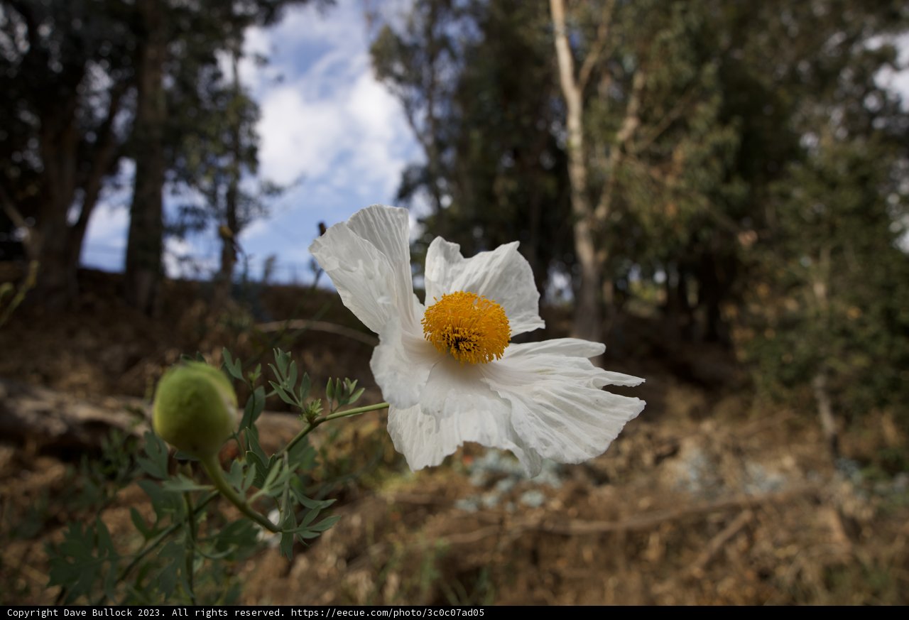 The Lone Hibiscus