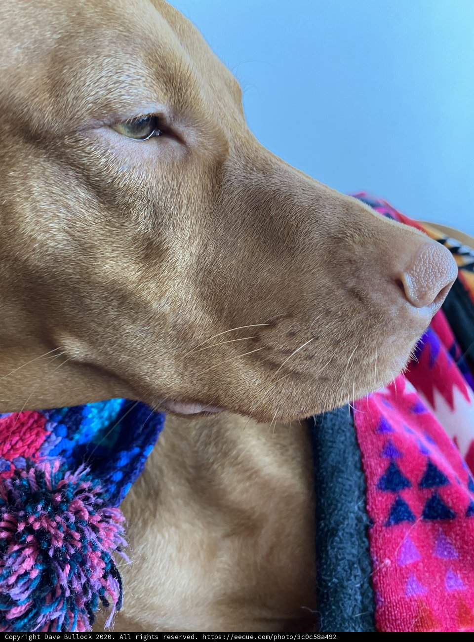 Colorful Snuggles