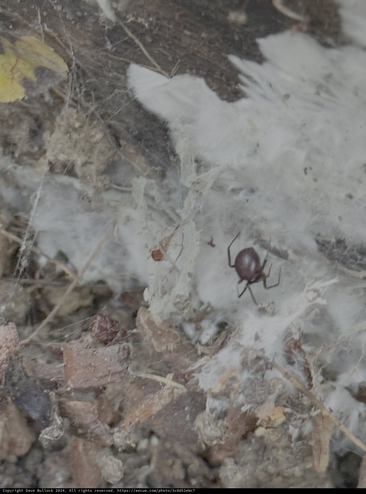Spider in Natural Web Among Rocky Ground