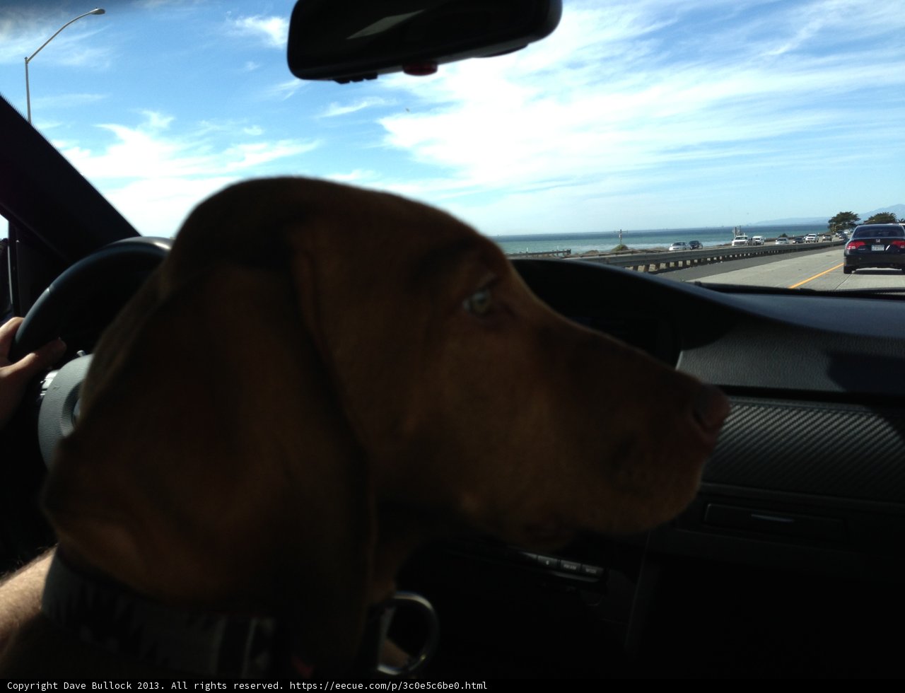 Driver's Best Friend