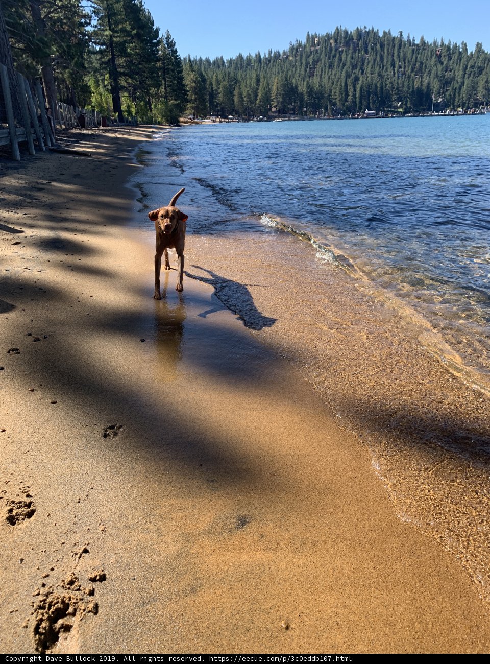 A Canine's Day at the Beach