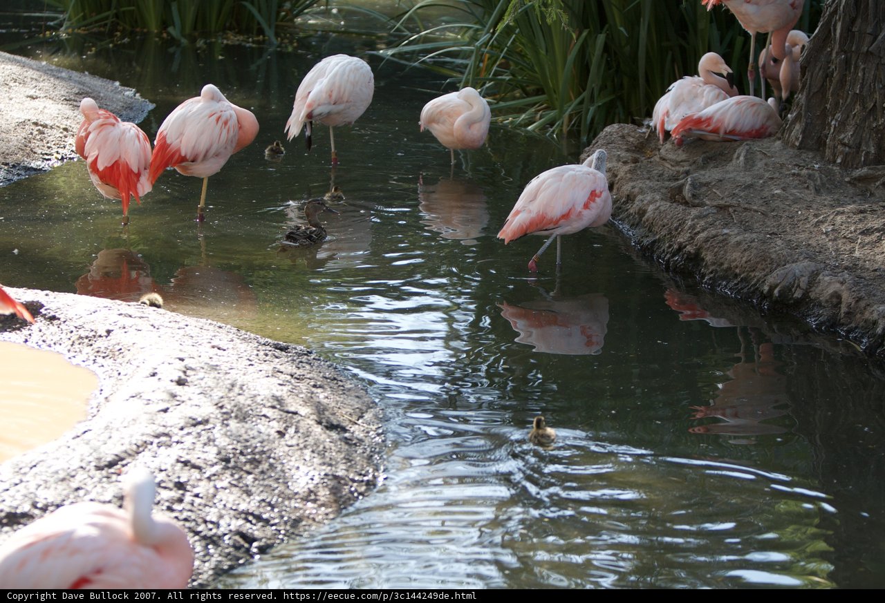 Flock of Pink Feathers