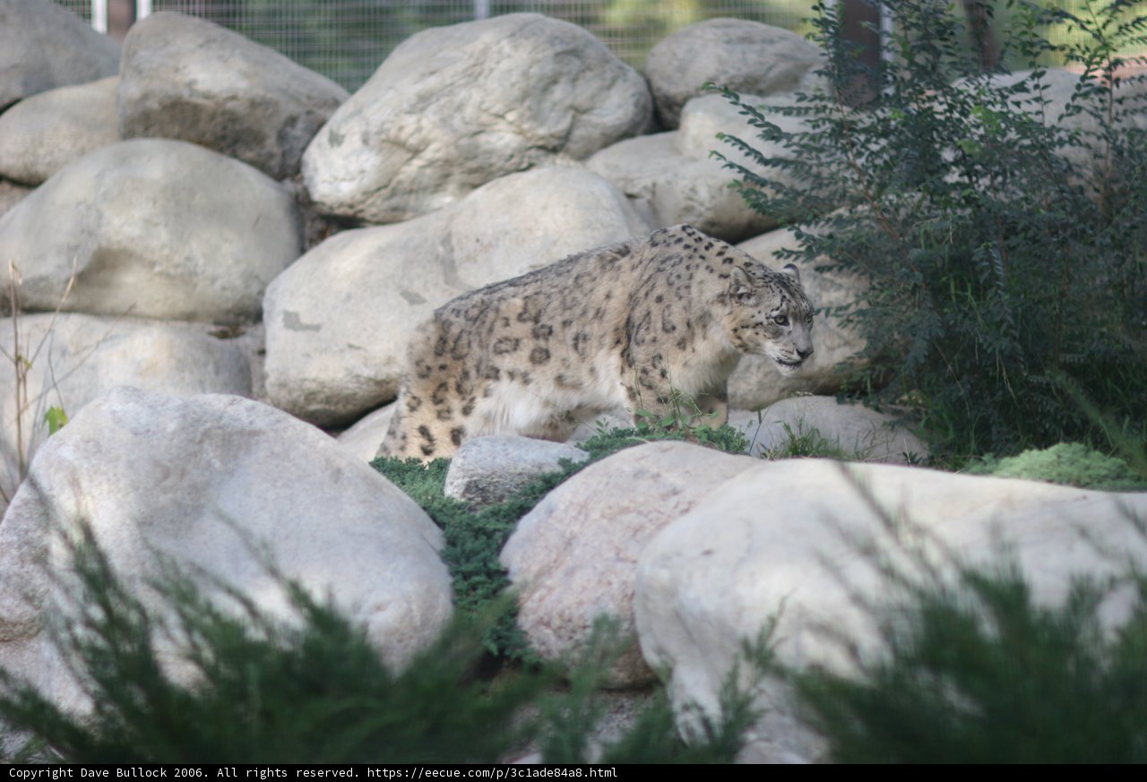 Majestic Snow Leopard at the Park